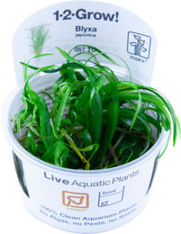 Produktbild von Tropica Blyxa japonica CUP - 1 Stk