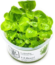 Produktbild von Tropica Bodenpflanze Lobelia cardinalis Mini