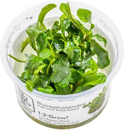 Produktbild von Tropica Bucephalandra pygmaea Bukit Kelam