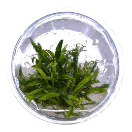 Produktbild von Tropica Cryptocoryne crispatula CUP - 1 Stk