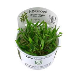 Produktbild von Tropica Cryptocoryne wendtii 'Green' CUP - 1 Stk
