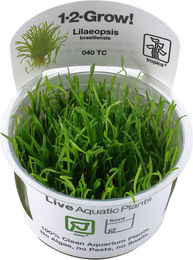 Tropica Grasartige Pflanze Lilaeopsis brasiliensis – Bild 1 von 3