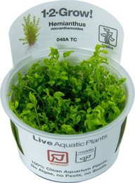 Produktbild von Tropica Hemianthus micranthemoides CUP - 1 Stk