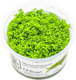 Tropica Micranthemum callitrichoides Cuba – Bild 1 von 4