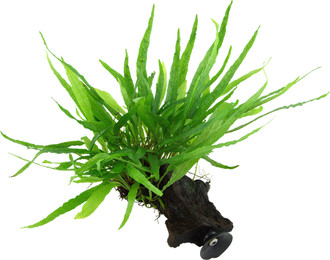 Produktbild von Tropica Microsorum pteropus 'Narrow' mit Saugnapf - 1 Stk
