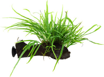 Produktbild von Tropica Microsorum pteropus 'Trident' mit Saugnapf - 1 Stk