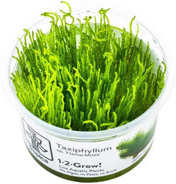 Tropica Moospflanze Taxiphyllum sp. Flame Moss – Bild 1 von 3