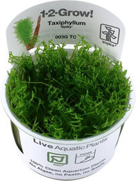 Produktbild von Tropica Moospflanze Taxiphyllum sp. Spiky Moss