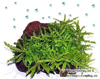 Produktbild von Tropica Pogostemon helferi auf Lavastein - 1 Stk