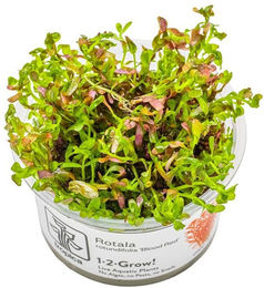 Produktbild von Tropica Rotala rotundifolia Blood Red