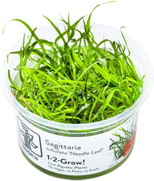 Produktbild von Tropica Sagittaria subulata Needle Leaf