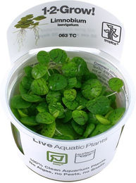 Tropica Schwimmpflanze Limnobium laevigatum – Bild 1 von 3