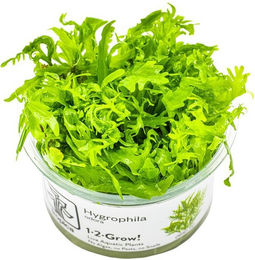Produktbild von Tropica Stängelpflanze Hygrophila odora