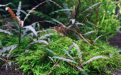Produktbild von Tropica Stängelpflanze Hygrophila pinnatifida