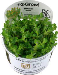 Produktbild von Tropica Stängelpflanze Rotala indica Bonsai