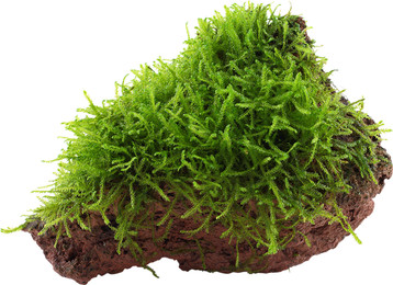 Produktbild von Tropica Taxiphyllum barbieri auf Lavastein - 1 Stk