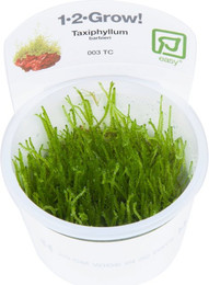 Produktbild von Tropica Taxiphyllum barbieri 'Bogor Moss' CUP - 1 Stk