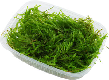 Produktbild von Tropica Vesicularia ferriei 'Weeping' Portion - 1 Pkg