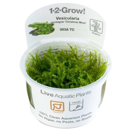 Produktbild von Tropica Vesicularia montagnei Christmas Moss