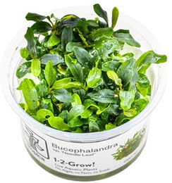 Produktbild von Tropica Zierpflanze Bucephalandra sp. Needle Leaf