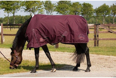 Produktbild von Turnierpolo mit langen Ärmeln Damen Harry's Horse Calgary