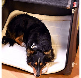 Tami Aufblasbare Hundetransportbox XS Braun mit Airbagfunktion für kleine Hunde – Bild 1 von 13