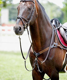 Tattini Leder-Jagdhalsband mit Martingal für Pferde in Braun oder Schwarz – Bild 1 von 2