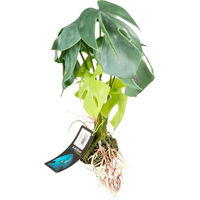 Produktbild von Terra Della Alocasia Pflanze Grün Größe L