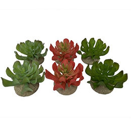 Terra Della Echeveria Terrarium Dekoration für Reptilien 8,5 x 8 x 5,8 cm – Bild 1 von 3