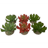 Produktbild von Terra Della Echeveria Terrarium Dekoration für Reptilien 8,5 x 8 x 5,8 cm