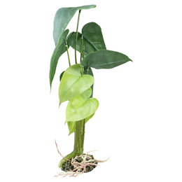 Produktbild von Terra Della Monstera Terrarienpflanze grün Größe L
