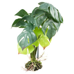 Produktbild von Terra Della Monstera Terrarienpflanze grün Größe M