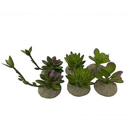 Produktbild von Terra Della Realistische Sukkulenten-Pflanze aus Polyesterharz als Terrarium Dekoration für Reptilien und Amphibien 8x5,8x10,5 cm - 1 Stk.