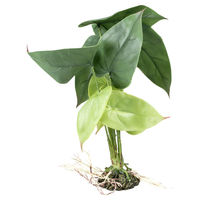 Produktbild von Terra Della Terrarienpflanze Alocasia grün Größe M