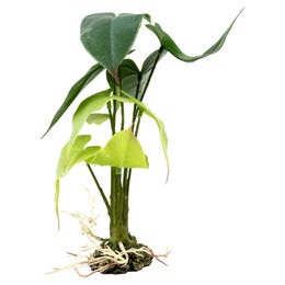 Produktbild von Terra Della Terrarienpflanze Alocasia grün Größe S