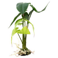 Produktbild von Terra Della Terrarienpflanze Alocasia grün Größe S