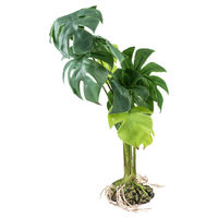 Produktbild von Terra Della Terrarienpflanze Monstera grün Größe S