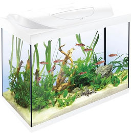 Tetra Starter Line LED Aquarium 80 L Weiß Komplett-Set – Bild 1 von 5