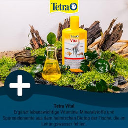 Tetra Vital Vitamine für Zierfische 100 ml - 100 ml – Bild 1 von 6