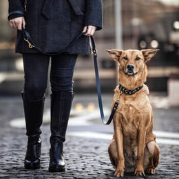 Produktbild von THE DOG IDEA Biothane Halsband für Hunde Gold Schwarz XL wasserabweisend