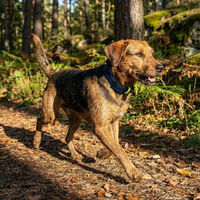 Produktbild von THE DOG IDEA Biothane Halsband für Hunde Navy Neon Gelb XL wasserfest