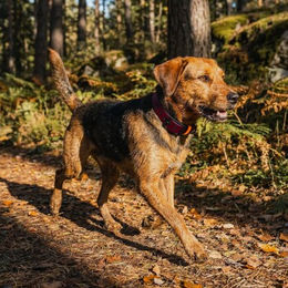 Produktbild von THE DOG IDEA Biothane Halsband für Hunde wasserfest Bordeaux Rot Größe S