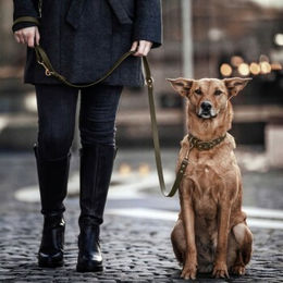 Produktbild von THE DOG IDEA Biothane Halsband Gold Khaki wasserabweisend Größe XL