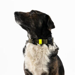 Produktbild von THE DOG IDEA Biothane Hundehalsband Khaki mit Klickverschluss Neon Gelb Größe S wasserabweisend
