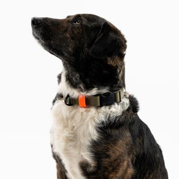 Produktbild von THE DOG IDEA Biothane Hundehalsband Khaki mit Klickverschluss Neon Orange XS wasserabweisend
