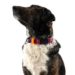 Produktbild von THE DOG IDEA Biothane Hundehalsband mit Klickverschluss Bordeaux Rot Größe S wasserabweisend