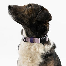 Produktbild von THE DOG IDEA Biothane Hundehalsband mit Klickverschluss Lavendel Größe M wasserabweisend