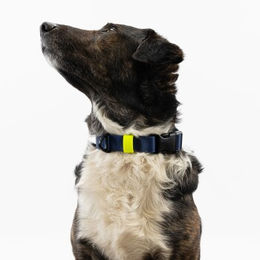 Produktbild von THE DOG IDEA Biothane Hundehalsband mit Klickverschluss Navy Blau Größe L wasserabweisend