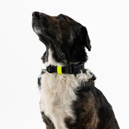 Produktbild von THE DOG IDEA Biothane Hundehalsband mit Klickverschluss Schwarz Größe L wasserabweisend