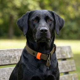 Produktbild von THE DOG IDEA Erziehungshalsband Zugstopp aus Biothane für Hunde Khaki XL